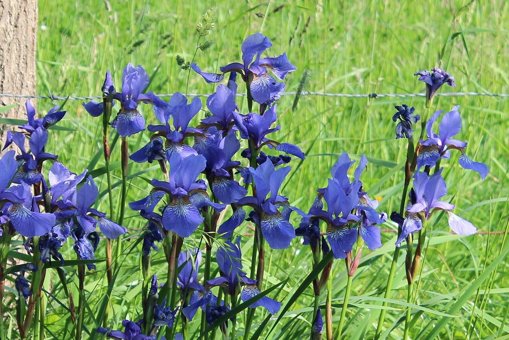 die seltene blaue Schwertlilie wächst am Göhlenbach