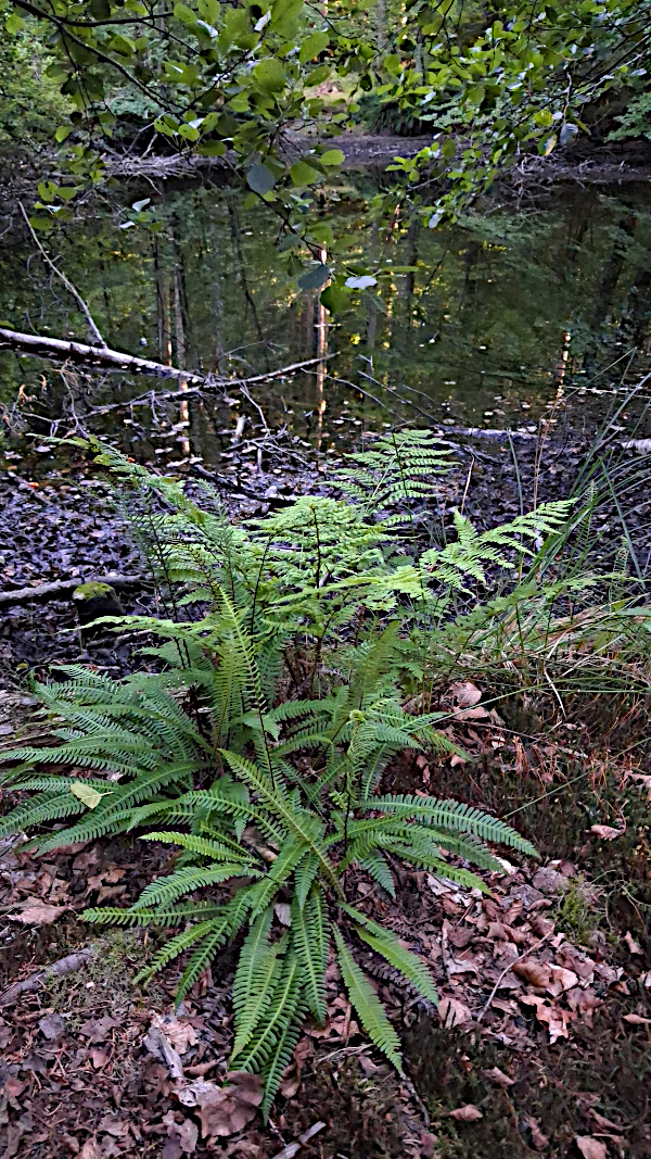 selten: Trichterfarn