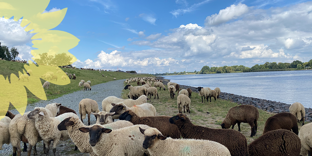 Seevetal, Ortsteil Bullenhausen und Over, Ansicht des Elbdeichs mit Schafen