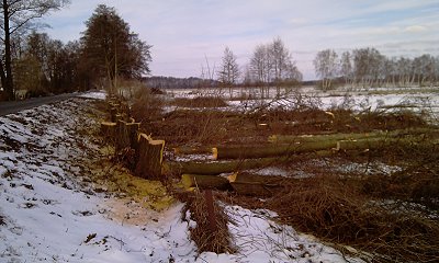 Baumfällungen am Seevedeich